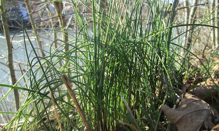 Growing Chives For Mild Oniony Goodness