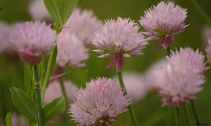 Growing Chives For Mild Oniony Goodness