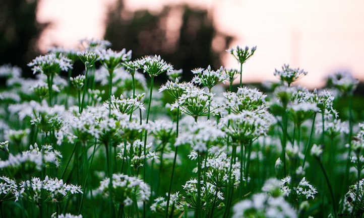 Growing Chives For Mild Oniony Goodness