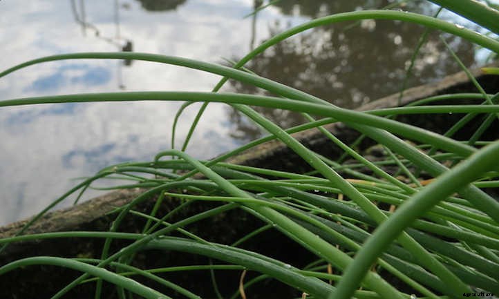 Growing Chives For Mild Oniony Goodness