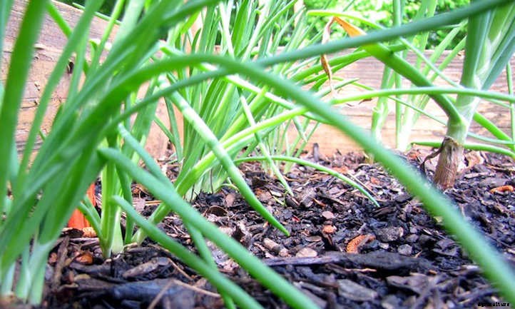 Growing Shallots For Haute Cuisine Use