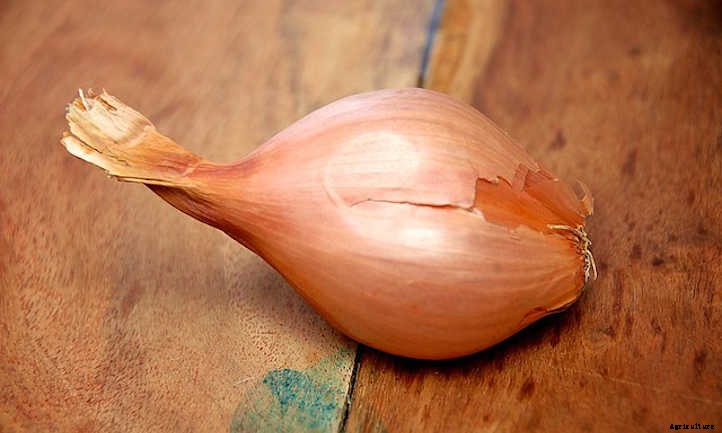 Growing Shallots For Haute Cuisine Use