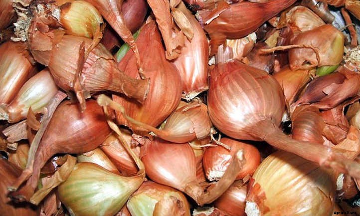 Growing Shallots For Haute Cuisine Use