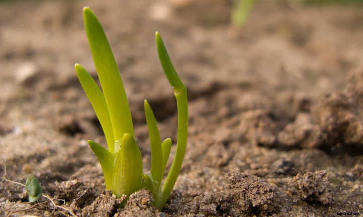 Growing Shallots For Haute Cuisine Use