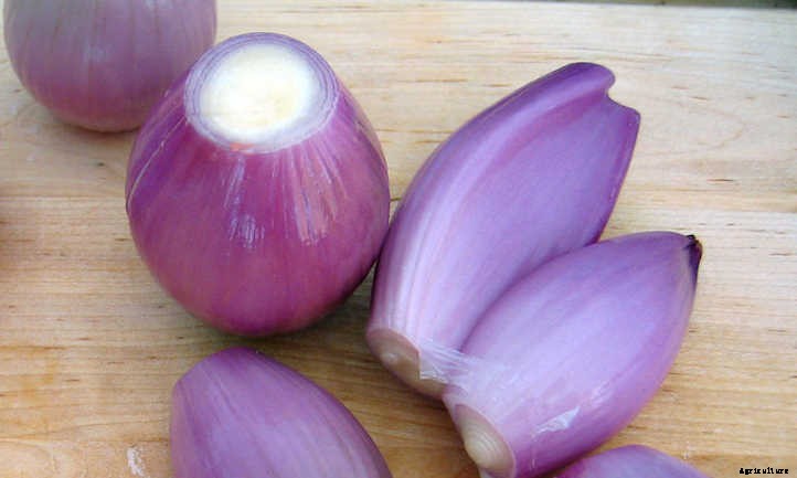Growing Shallots For Haute Cuisine Use