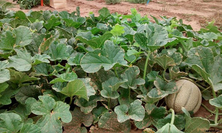 Growing Cantaloupe For A Summer Sweet Treat