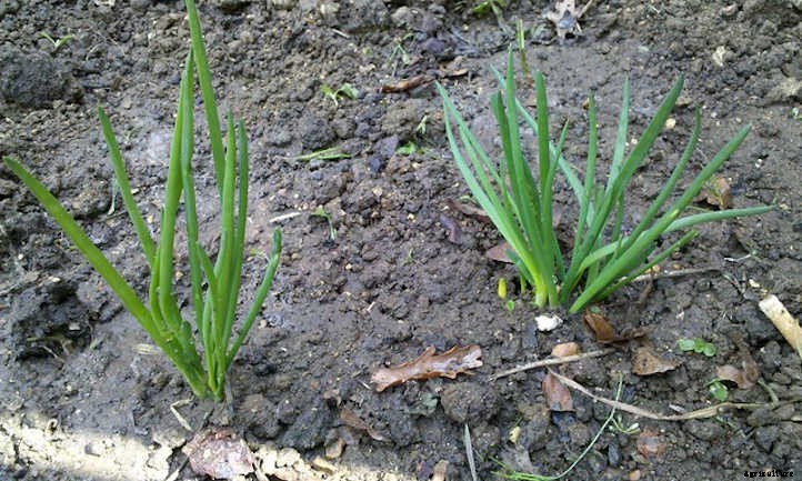 Growing Shallots For Haute Cuisine Use