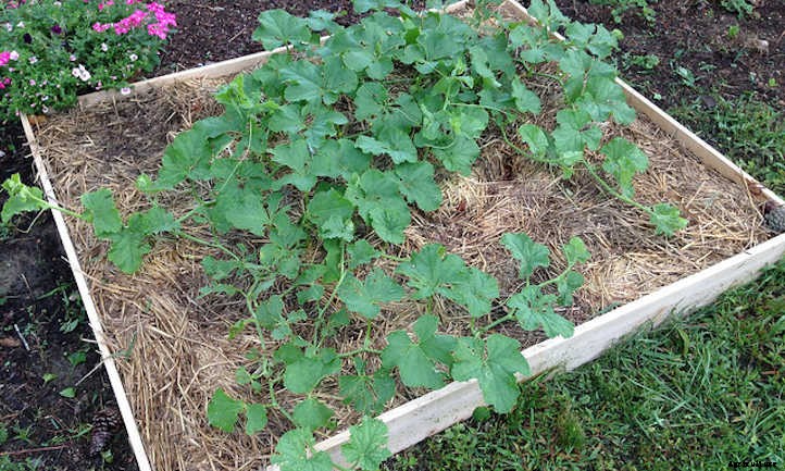 Growing Cantaloupe For A Summer Sweet Treat
