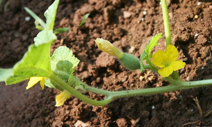 Growing Cantaloupe For A Summer Sweet Treat