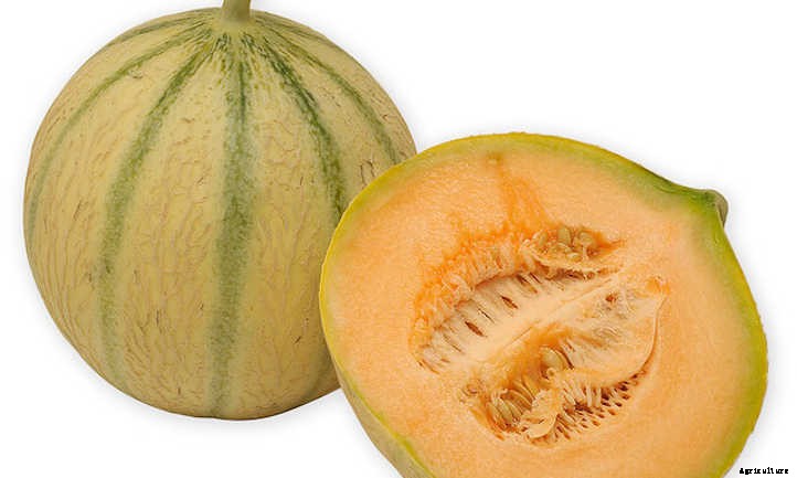 Growing Cantaloupe For A Summer Sweet Treat