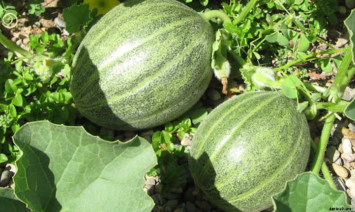 Growing Cantaloupe For A Summer Sweet Treat