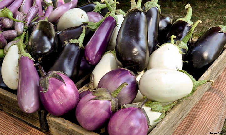 Growing Eggplant: Give These Veggies A Try!