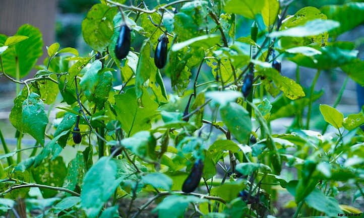 Growing Eggplant: Give These Veggies A Try!