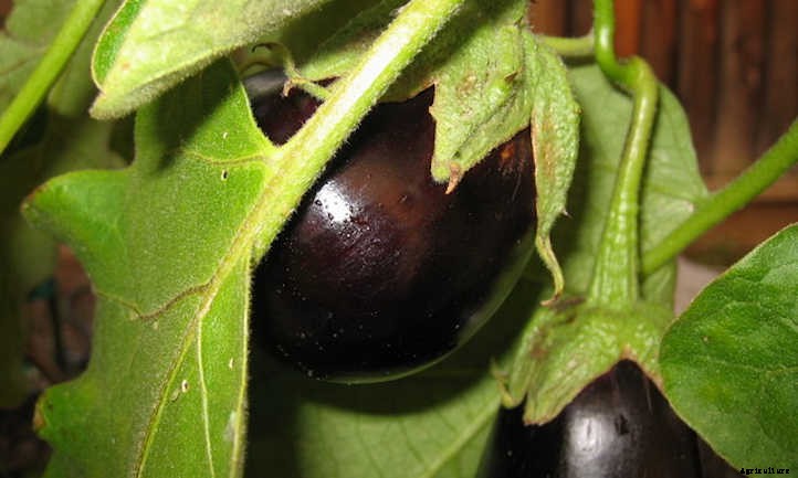 Growing Eggplant: Give These Veggies A Try!