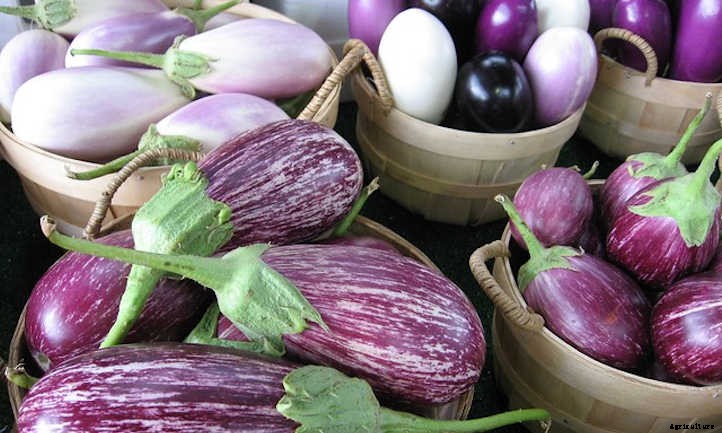 Growing Eggplant: Give These Veggies A Try!