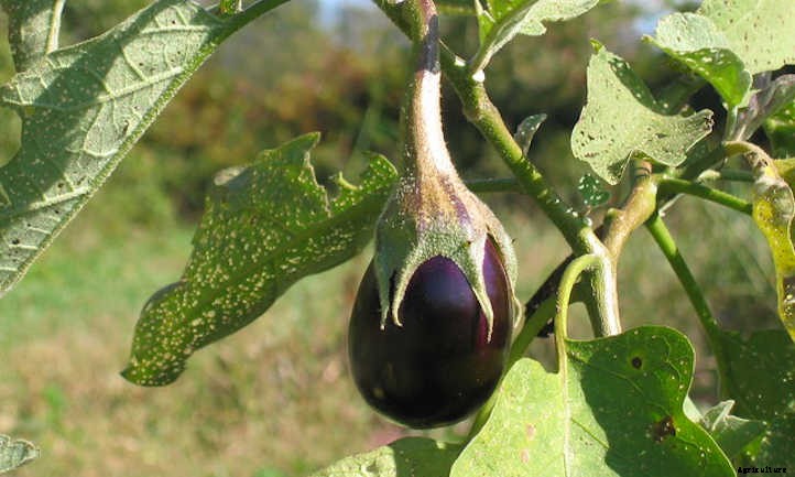 Growing Eggplant: Give These Veggies A Try!