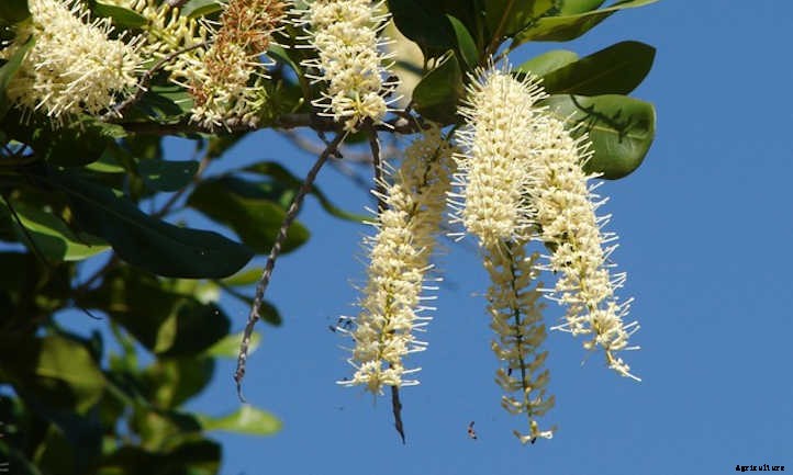 Macadamia Nut Tree: The Tropical Treat