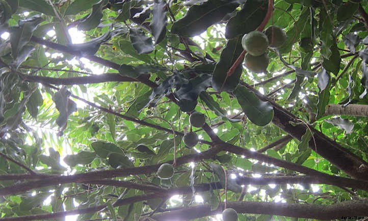 Macadamia Nut Tree: The Tropical Treat