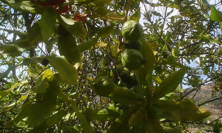 Macadamia Nut Tree: The Tropical Treat