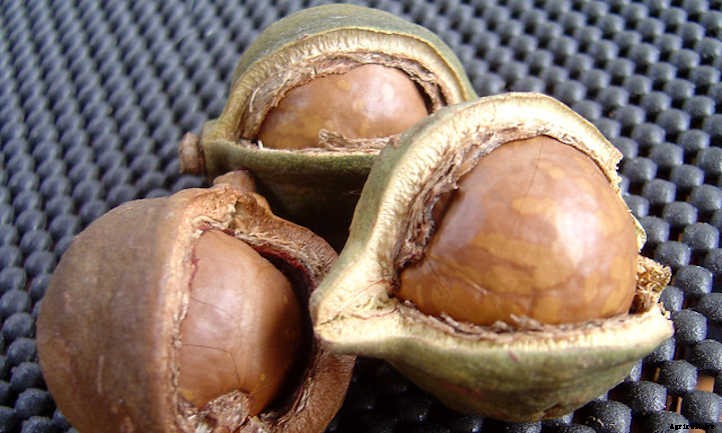 Macadamia Nut Tree: The Tropical Treat