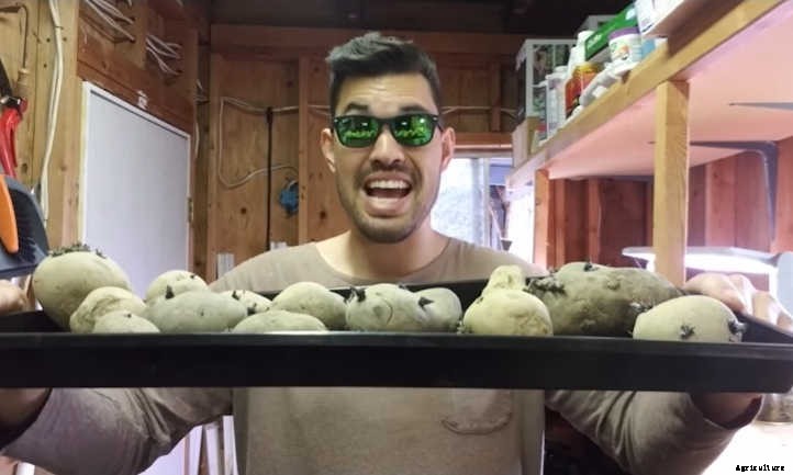 Spectacular Spuds: How to Grow Potatoes