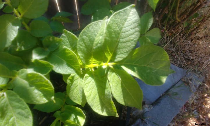 Spectacular Spuds: How to Grow Potatoes