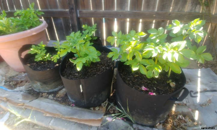 Spectacular Spuds: How to Grow Potatoes