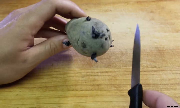 Spectacular Spuds: How to Grow Potatoes