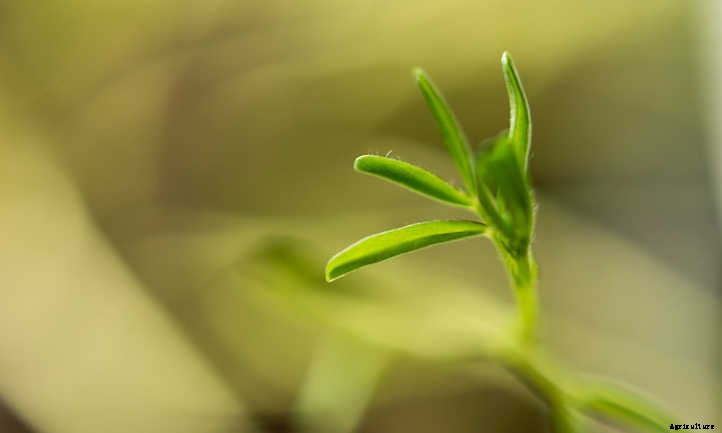 Growing Lentils: Protein-Packed Legumes