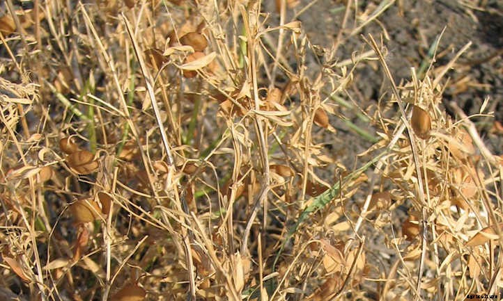 Growing Lentils: Protein-Packed Legumes