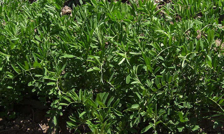 Growing Lentils: Protein-Packed Legumes