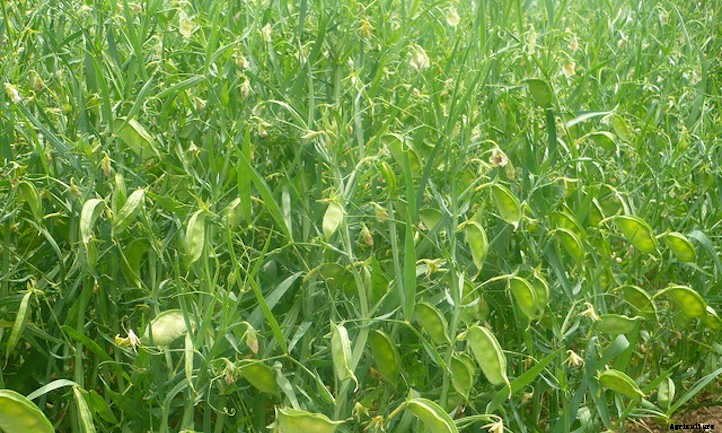 Growing Lentils: Protein-Packed Legumes