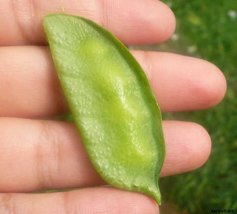 Growing Lentils: Protein-Packed Legumes