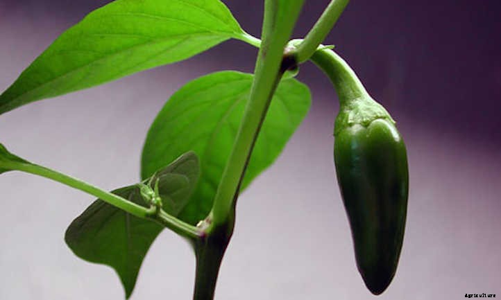 Growing Jalapenos: How To Get Sweet Heat