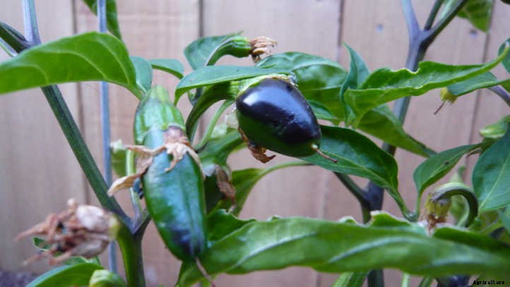 Growing Jalapenos: How To Get Sweet Heat