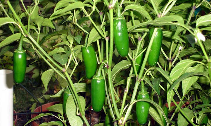 Growing Jalapenos: How To Get Sweet Heat