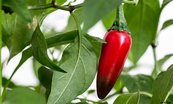 Growing Jalapenos: How To Get Sweet Heat