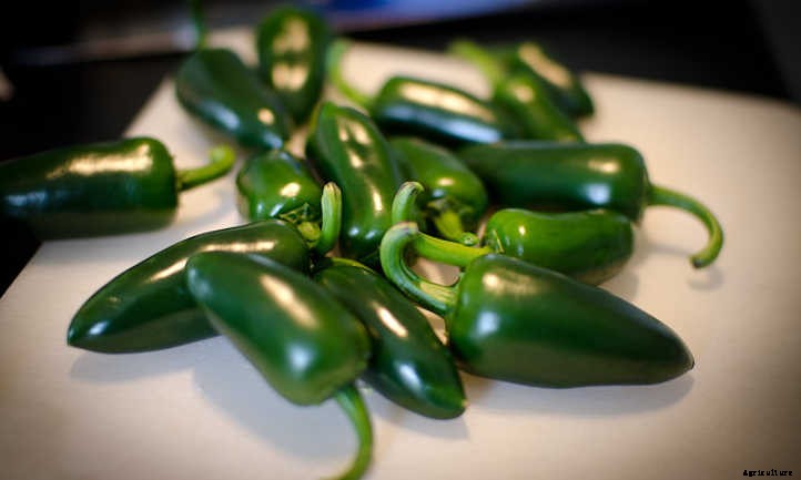 Growing Jalapenos: How To Get Sweet Heat