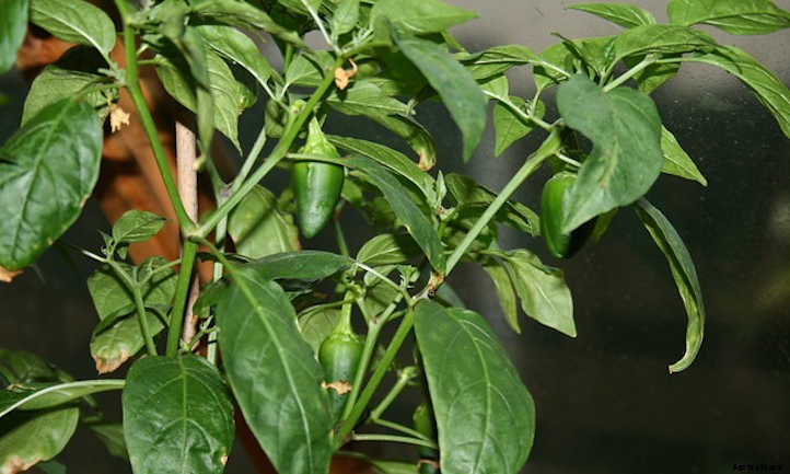 Growing Jalapenos: How To Get Sweet Heat