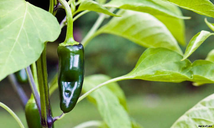 Growing Jalapenos: How To Get Sweet Heat
