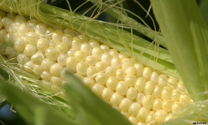 Growing Corn: The Highlight of Summer
