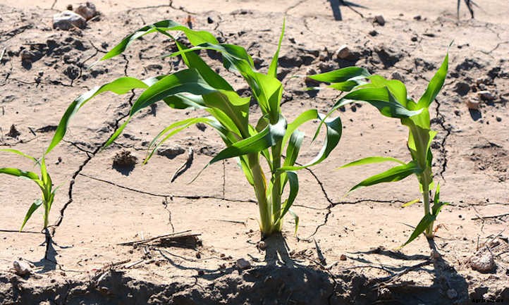 Growing Corn: The Highlight of Summer