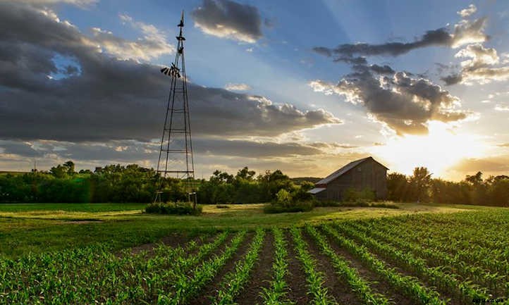 Growing Corn: The Highlight of Summer