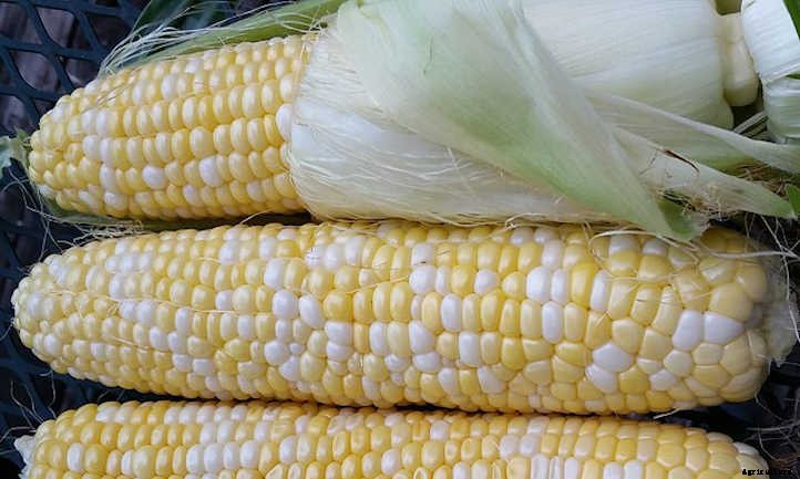 Growing Corn: The Highlight of Summer