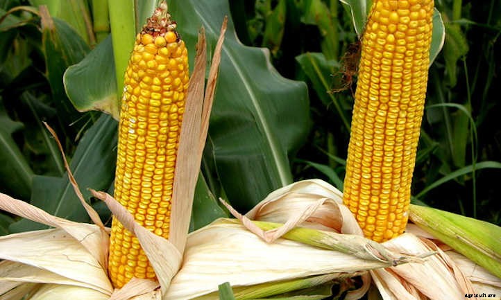 Growing Corn: The Highlight of Summer