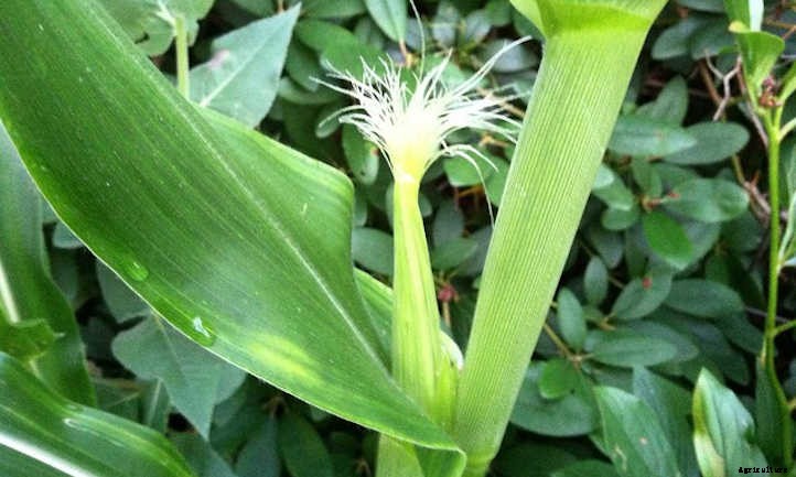 Growing Corn: The Highlight of Summer