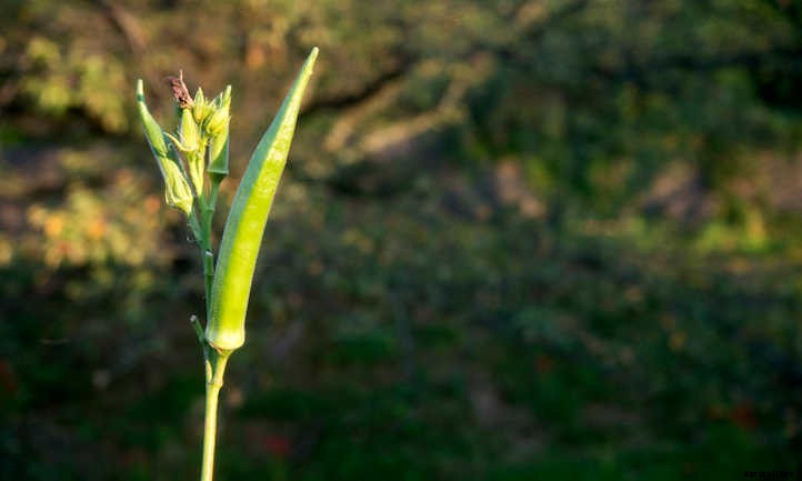 Growing Okra: Southern Food In The Garden