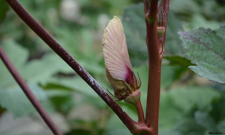 Growing Okra: Southern Food In The Garden