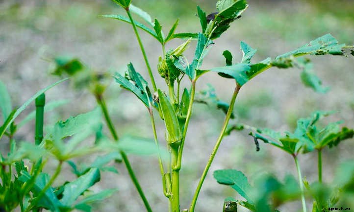 Growing Okra: Southern Food In The Garden