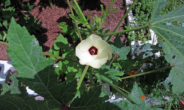 Growing Okra: Southern Food In The Garden